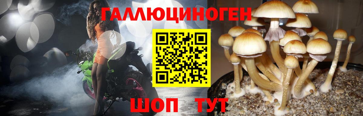 Псилоцибиновые грибы Cubensis Отрадное
